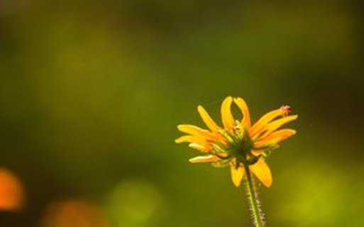 节日营销